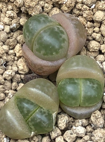 Lithops Seiji-gyoku 20 graines