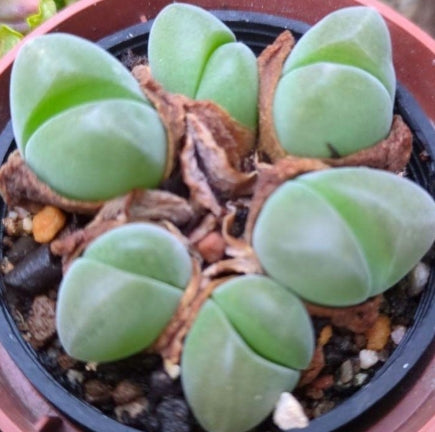 Gibbaeum Muihigyoku 20 Seeds