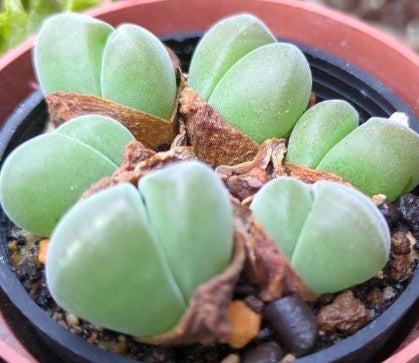 Gibbaeum Muihigyoku 20 Seeds