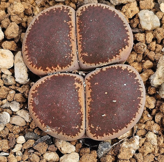 Lithops lesliei black top 20 graines