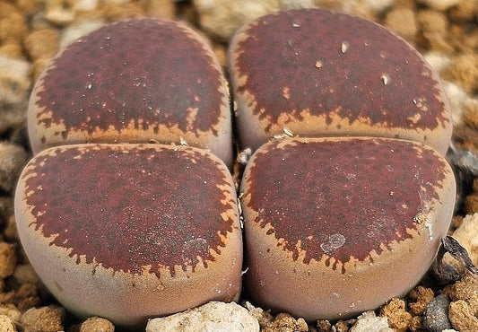 Lithops lesliei black top 20 graines