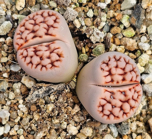 Lithops karasmontana wrinkle Freddy 20 graines