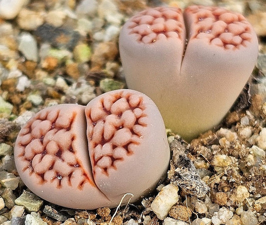 Lithops karasmontana wrinkle Freddy 20 graines