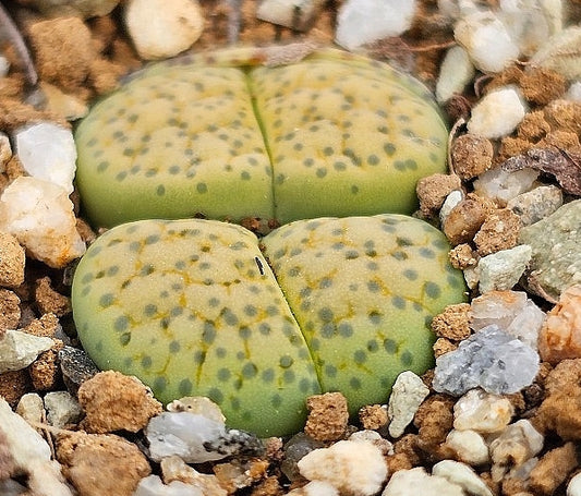 Lithops villetii ssp. deboeri 20 Seeds