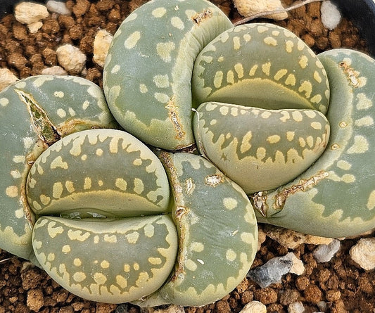 Lithops otzeniana 20 Seeds