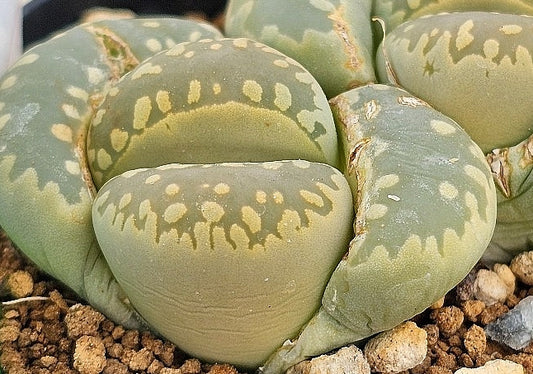 Lithops otzeniana 20 Seeds