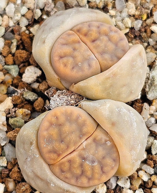 Lithops karasmontana v aiaisensis 20 graines
