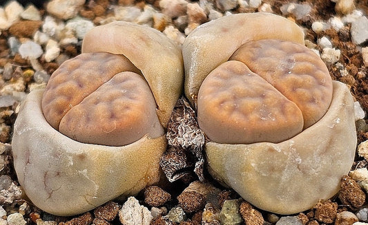 Lithops karasmontana v aiaisensis 20 graines