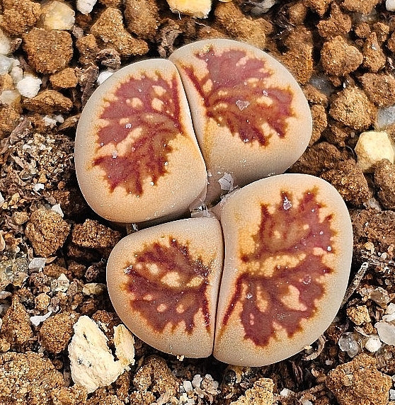 Lithops kikukaseki 20 graines