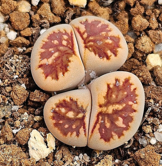 Lithops kikukaseki 20 graines