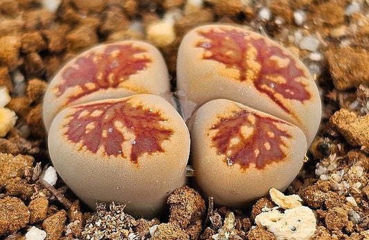Lithops kikukaseki 20 graines