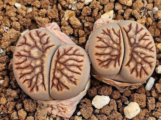 Lithops kikushogyoku 20 graines