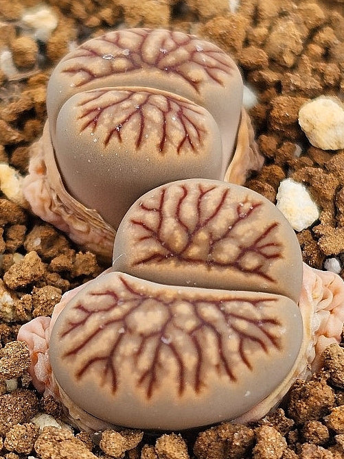 Lithops kikushogyoku 20 graines