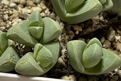 Gibaeum Spring Tune Jade 20 Seeds