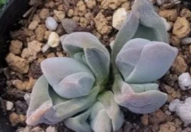 Gibaeum spp. Matchless 20 Seeds