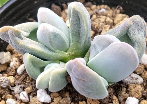 Gibaeum spp. Matchless 20 Seeds