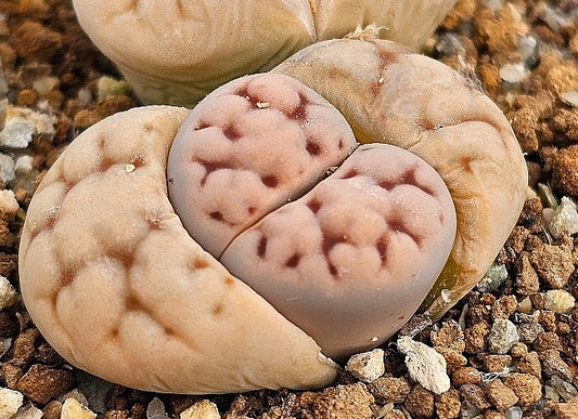 Lithops schwantesii v. marthae 20 graines