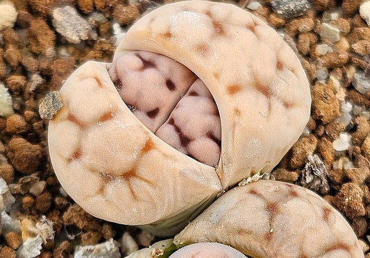 Lithops schwantesii v. marthae 20 graines