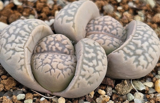 Lithops marmorata v. elisae 20 Seeds