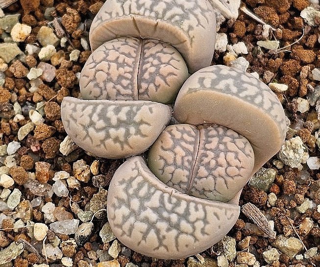 Lithops marmorata v. elisae 20 Samen