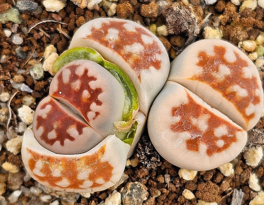 Lithops karasmontana mickbergensis 20 graines