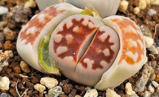 Lithops karasmontana mickbergensis 20 graines