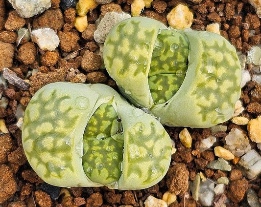 Lithops salicola Malachite 20 graines
