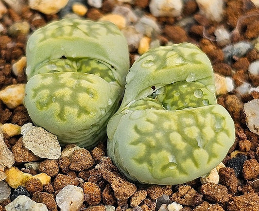 Lithops salicola Malachite 20 graines