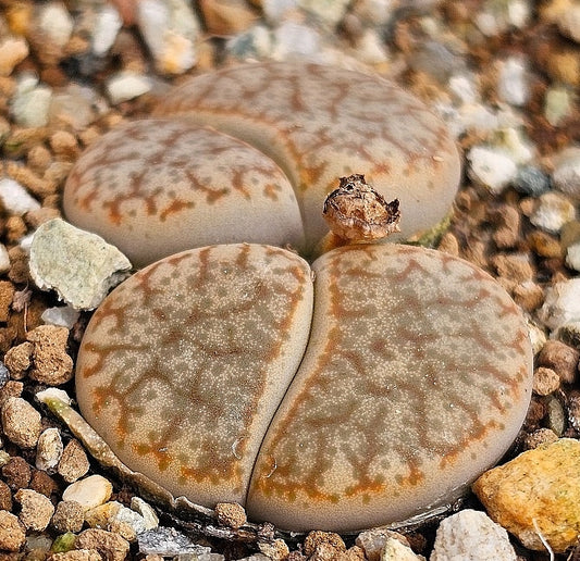 Lithops schwantesii cv. gris 20 graines