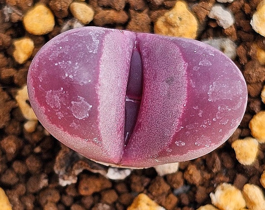 Lithops optica v. rubra 20 Seeds