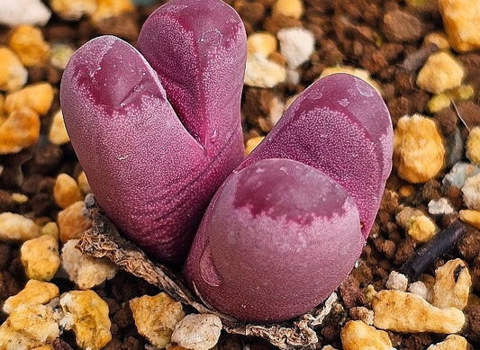 Lithops optica v. rubra 20 Seeds