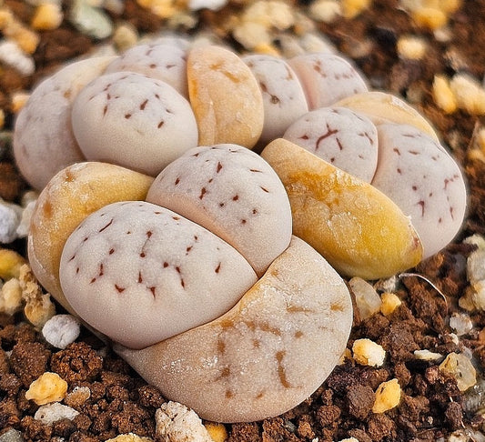 Lithops ruschiorum 20 graines
