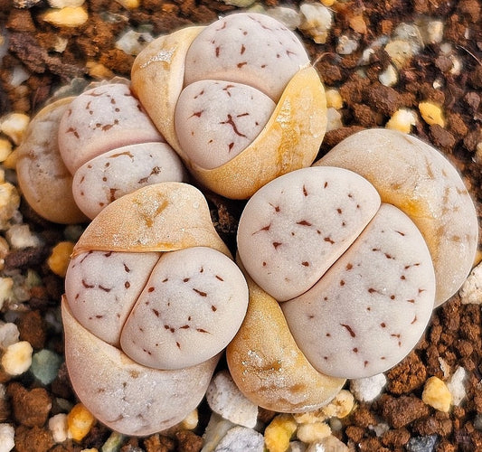 Lithops ruschiorum 20 graines