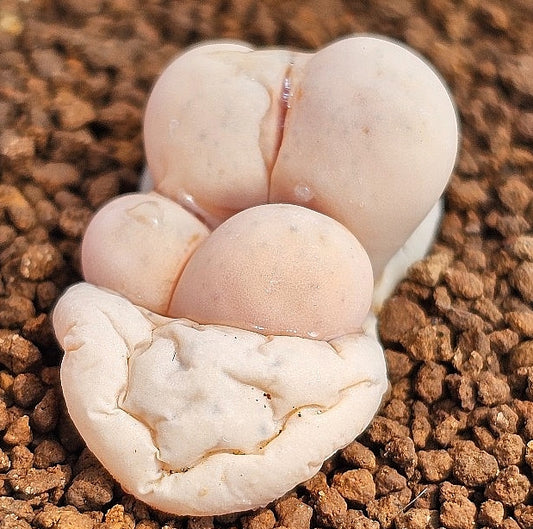 Lithops ruschiorum v. nelii 20 graines