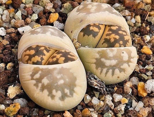 Lithops karasmontana ssp. Bella 20 graines