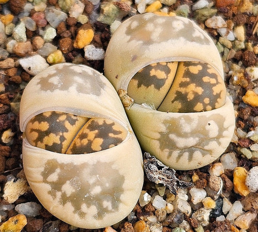 Lithops karasmontana ssp. Bella 20 graines