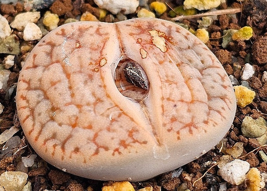 Lithops pseudotruncatella mundtii 20 Seeds