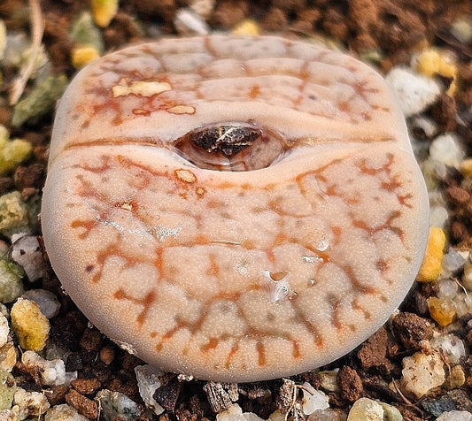 Lithops pseudotruncatella mundtii 20 Seeds