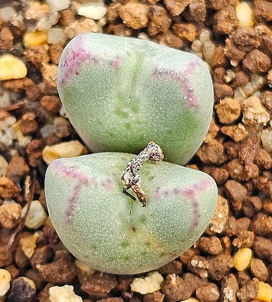 Conophytum bicarinatum Skitterykloof 20 Seeds