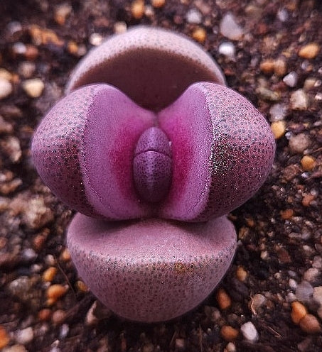 Pleiospilos nelii Royal Flush 20 Samen