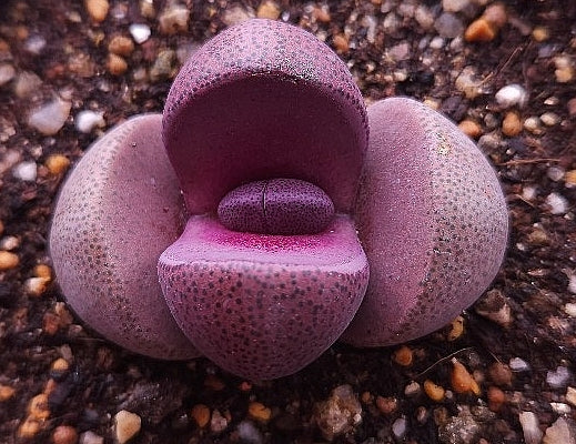 Pleiospilos nelii Royal Flush 20 Samen