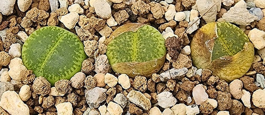 Lithops aucampiae Bellaketty 20 Samen
