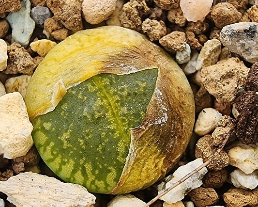 Lithops aucampiae Bellaketty 20 Samen