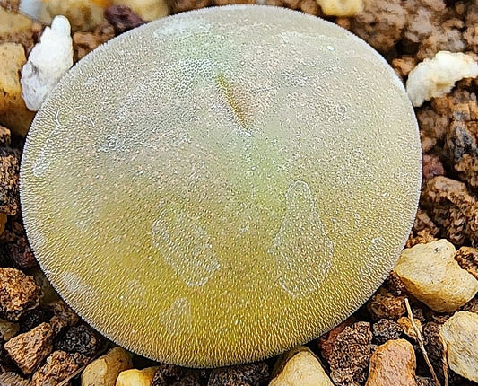 Conophytum concavum 20 Seeds