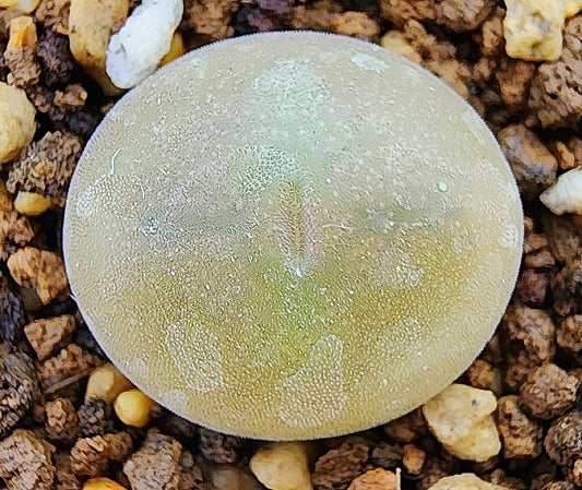 Conophytum concavum 20 Seeds