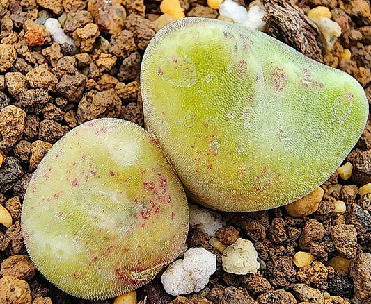 Conophytum ernstii ssp.cerebellum 20 Seeds