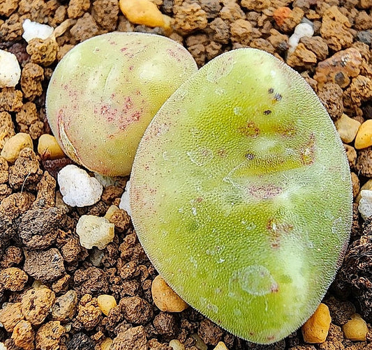 Conophytum ernstii ssp.cerebellum 20 Seeds