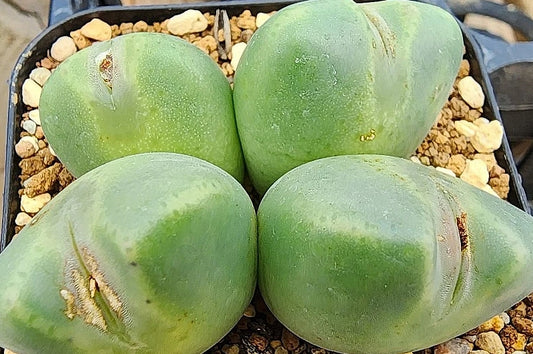 Conophytum Opera rose 20 Seeds