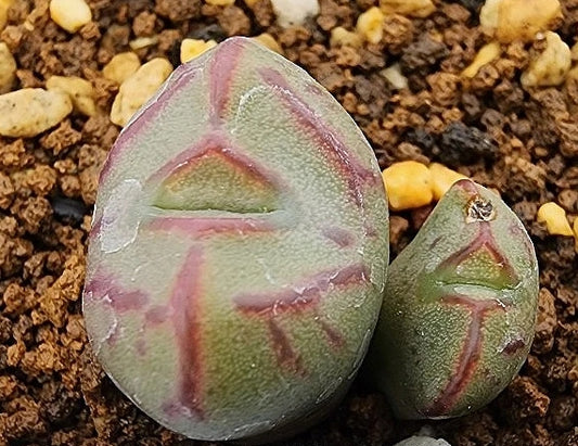 Conophytum stevens-jonesianum 20 Seeds