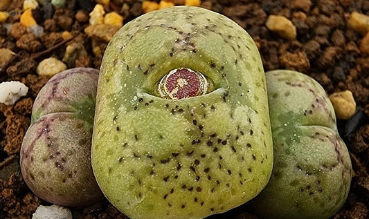 Conophytum ficiforme worcester ( white flower ) 20 Seeds